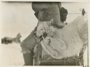 Image: white wolf tied to back of sledge